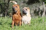 SHAR-PEI 390